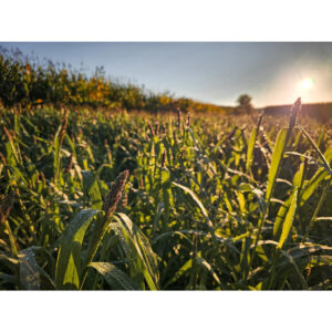 Domain Landing Strip Seed 1/4 Acre