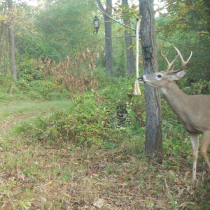 Wildlife Research Dripper Scrape & Rope Combo