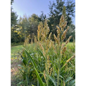 Domain Milo Seed 1/4 Acre